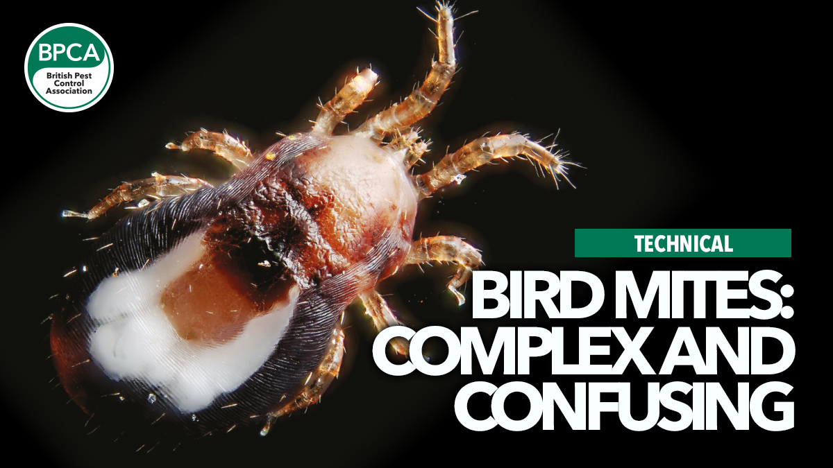 bird-mites bird-mites